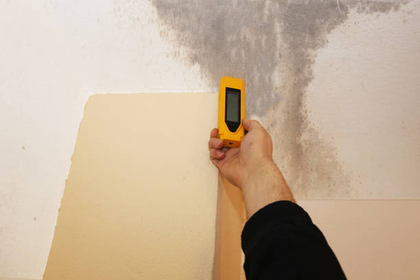 Best Comprehensive Air Testing for Mold Contaminants  in Alum Creek, WV