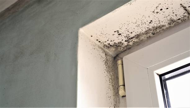 Best HVAC Mold Inspection and Cleaning  in Alum Creek, WV