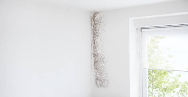 Best Indoor Air Quality Assessment  in Alum Creek, WV