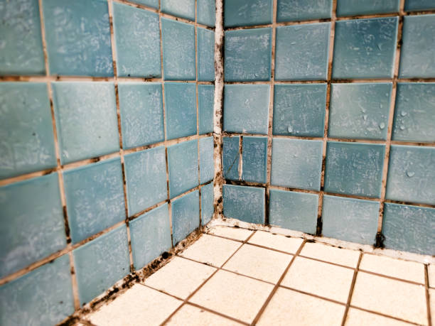 Best Asbestos and Lead Testing During Mold Inspection  in Alum Creek, WV