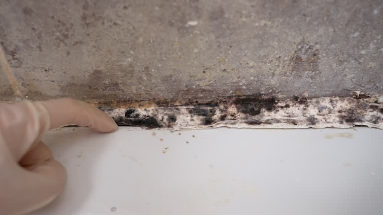 Best Commercial Mold Inspection  in Alum Creek, WV