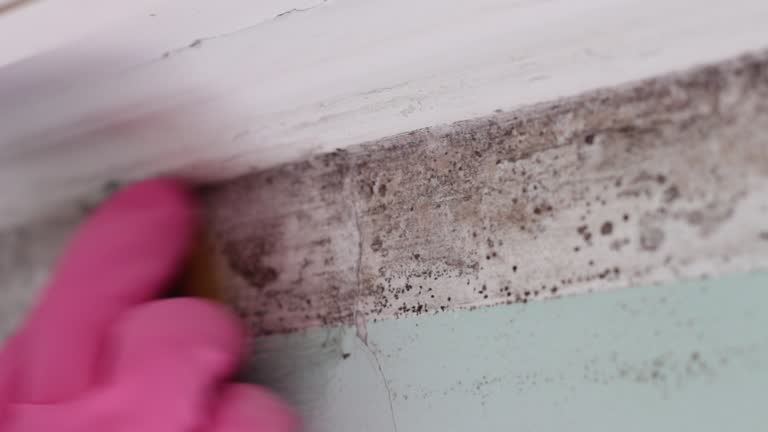 Best Dehumidification Services  in Alum Creek, WV